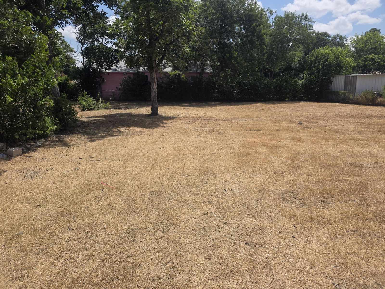 Cut-back yard with a tree and short dry grass